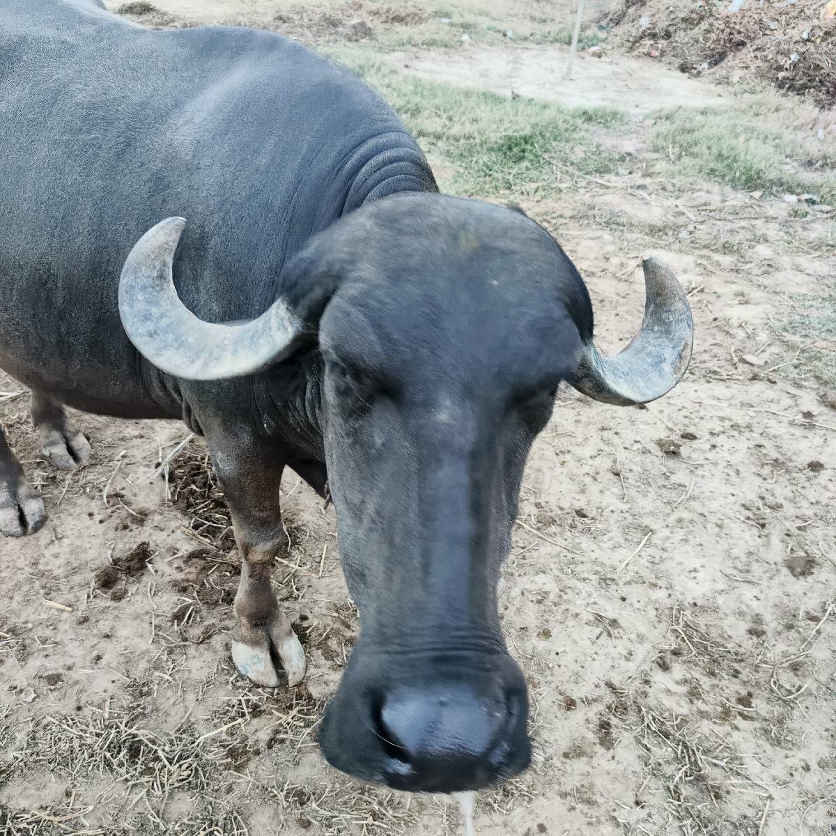 ભેસ વેચવાની છે