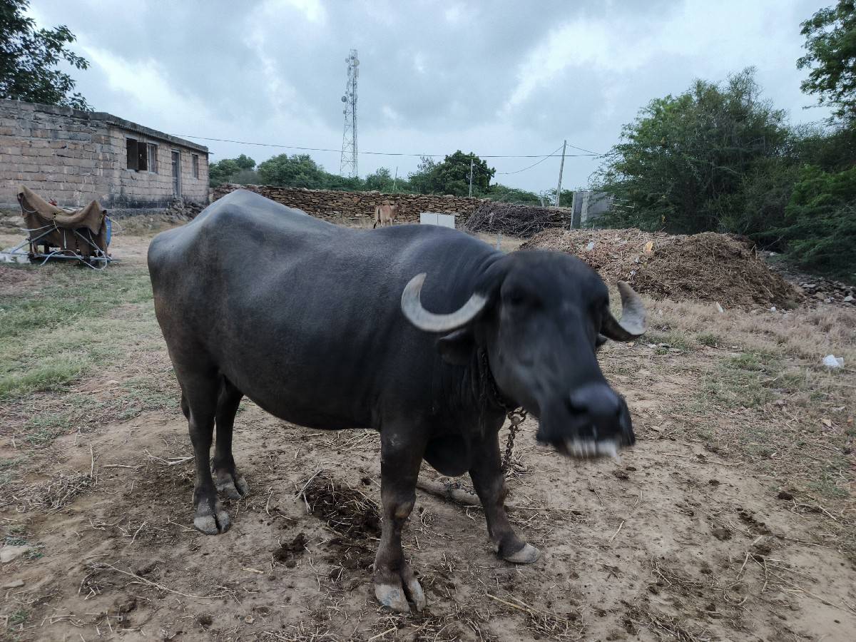ભેસ વેચવાની છે
