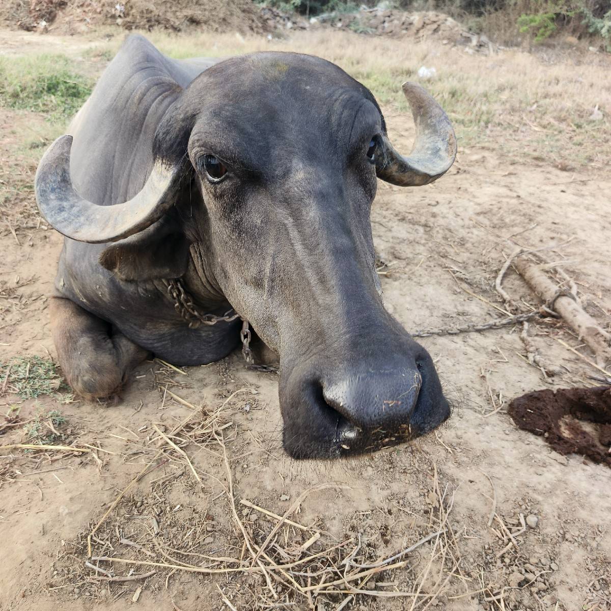 ભેસ વેચવાની છે