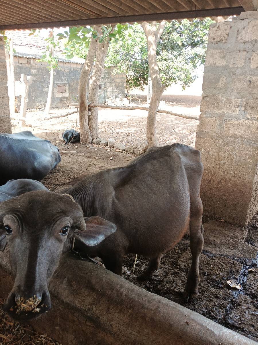 પાડો  દેવાનો સે ભાવે ભાવ મા