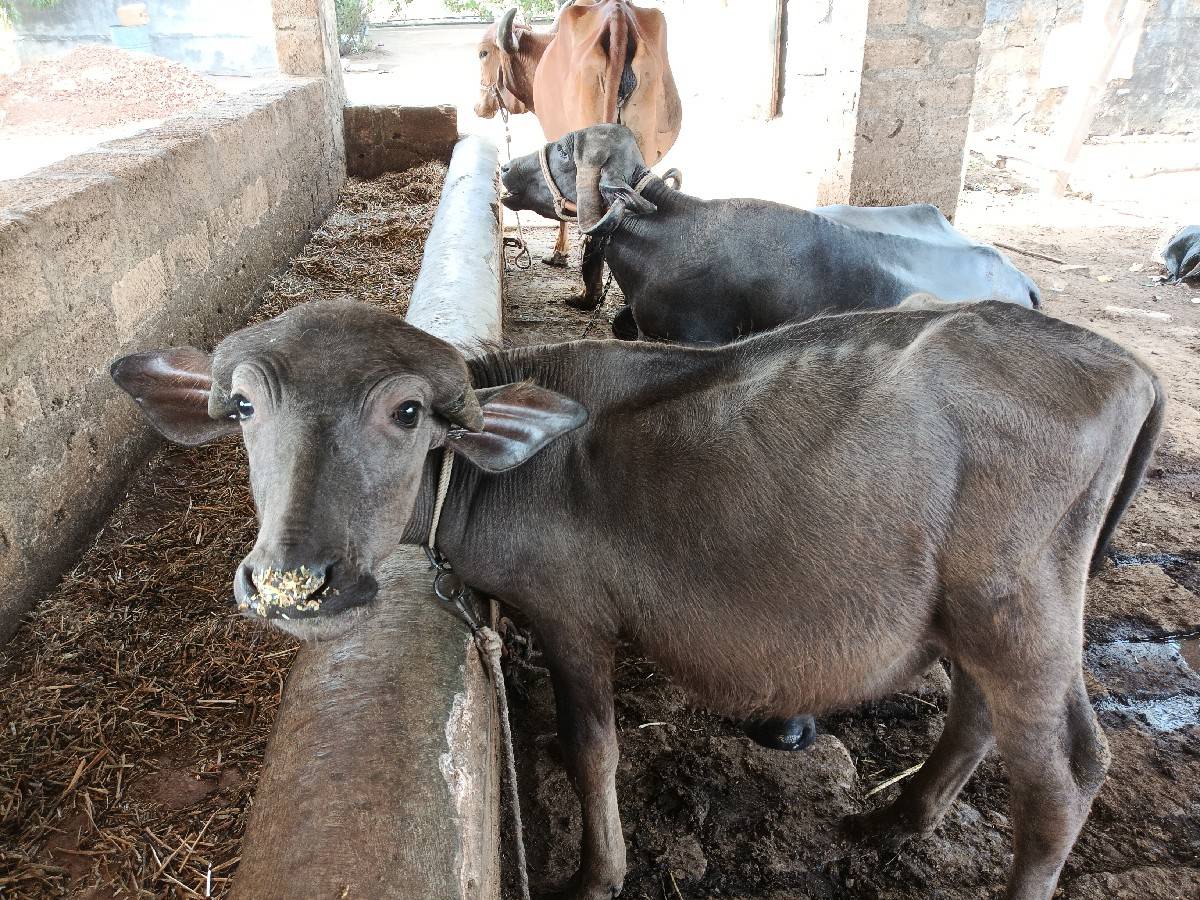 પાડો  દેવાનો સે ભાવે ભાવ મા