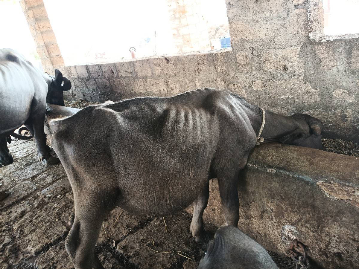 પાડો  દેવાનો સે ભાવે ભાવ મા