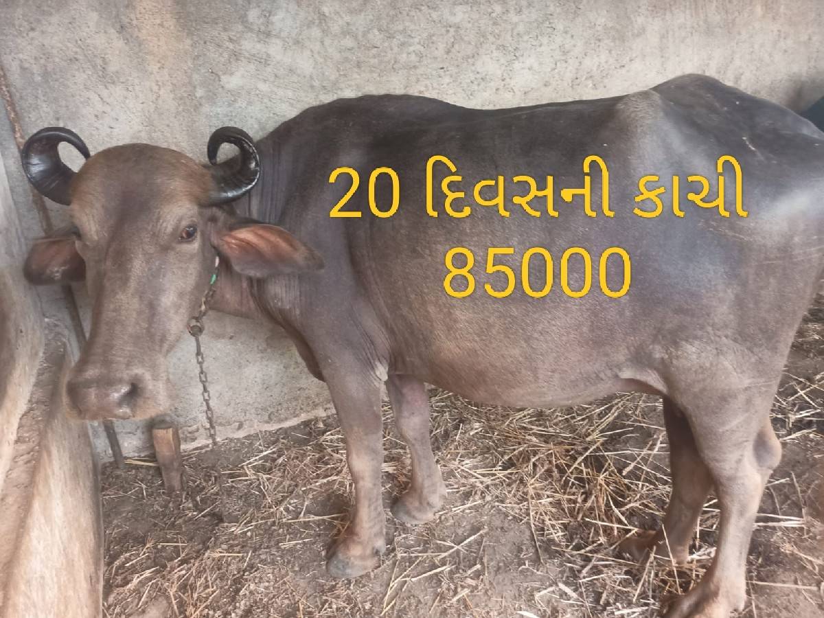 બે ખડેલી વેચવાની છે