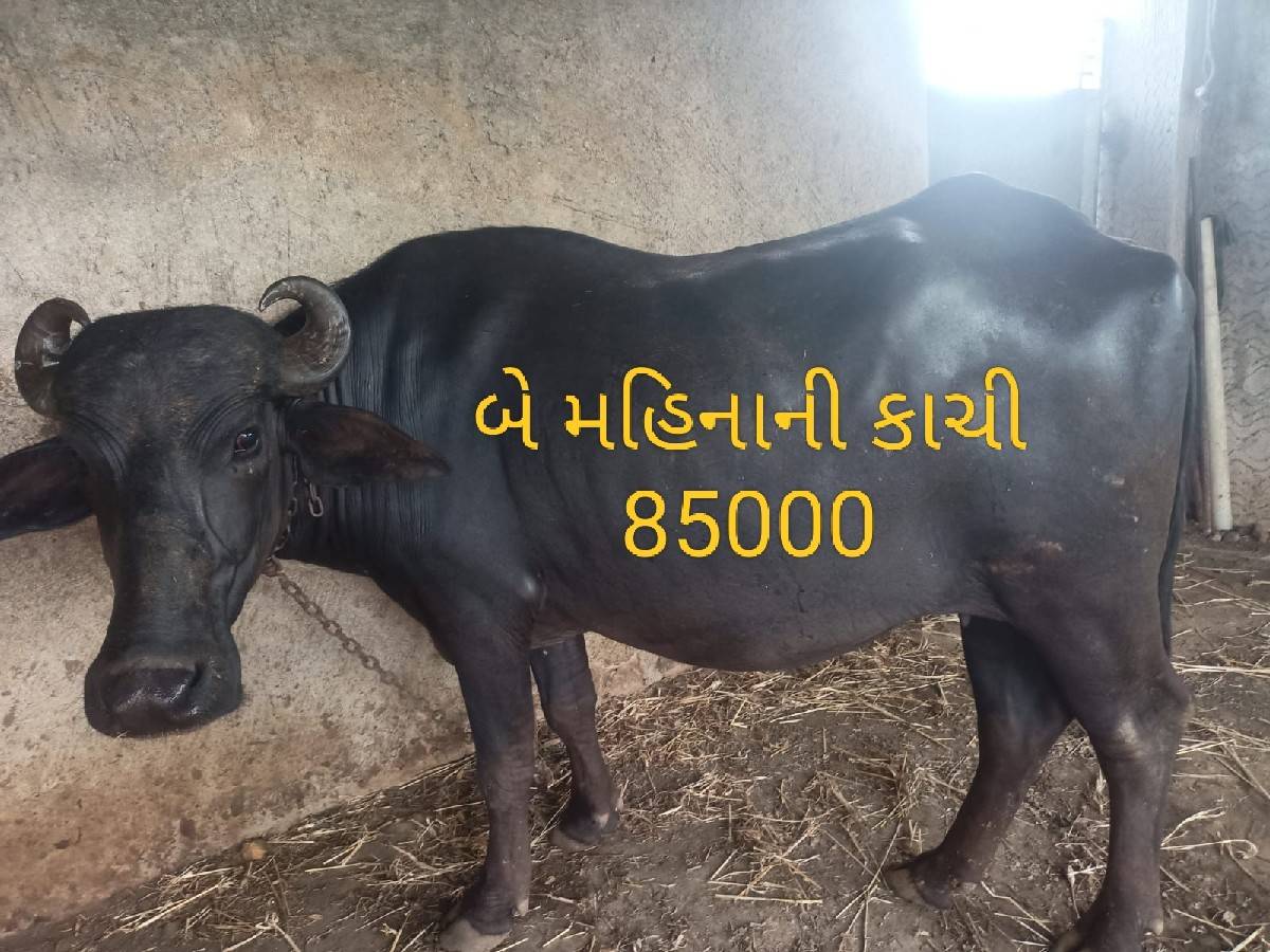 બે ખડેલી વેચવાની છે