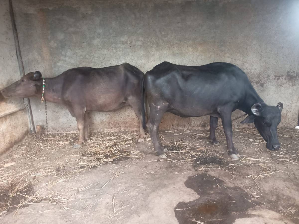 બે ખડેલી વેચવાની છે