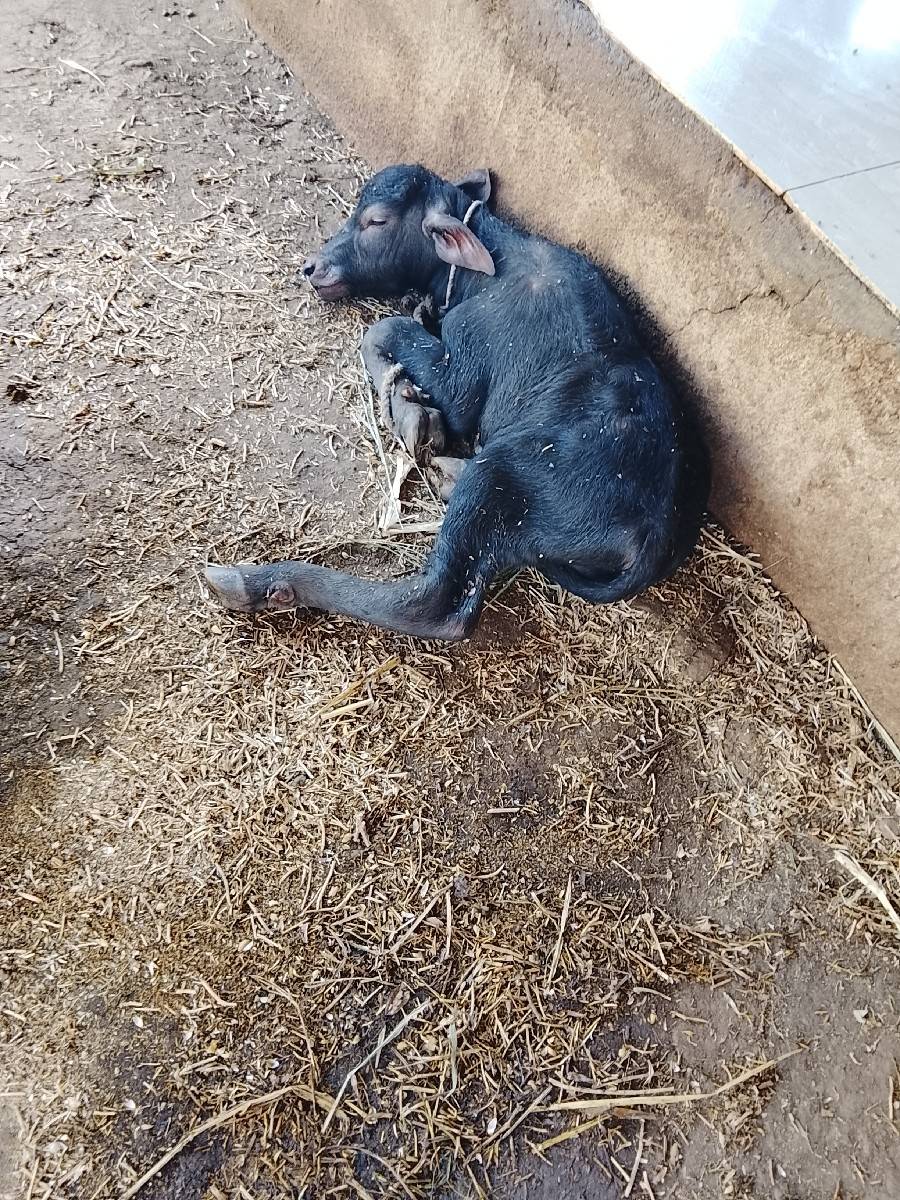ભેંસ વેચવા ની છે
