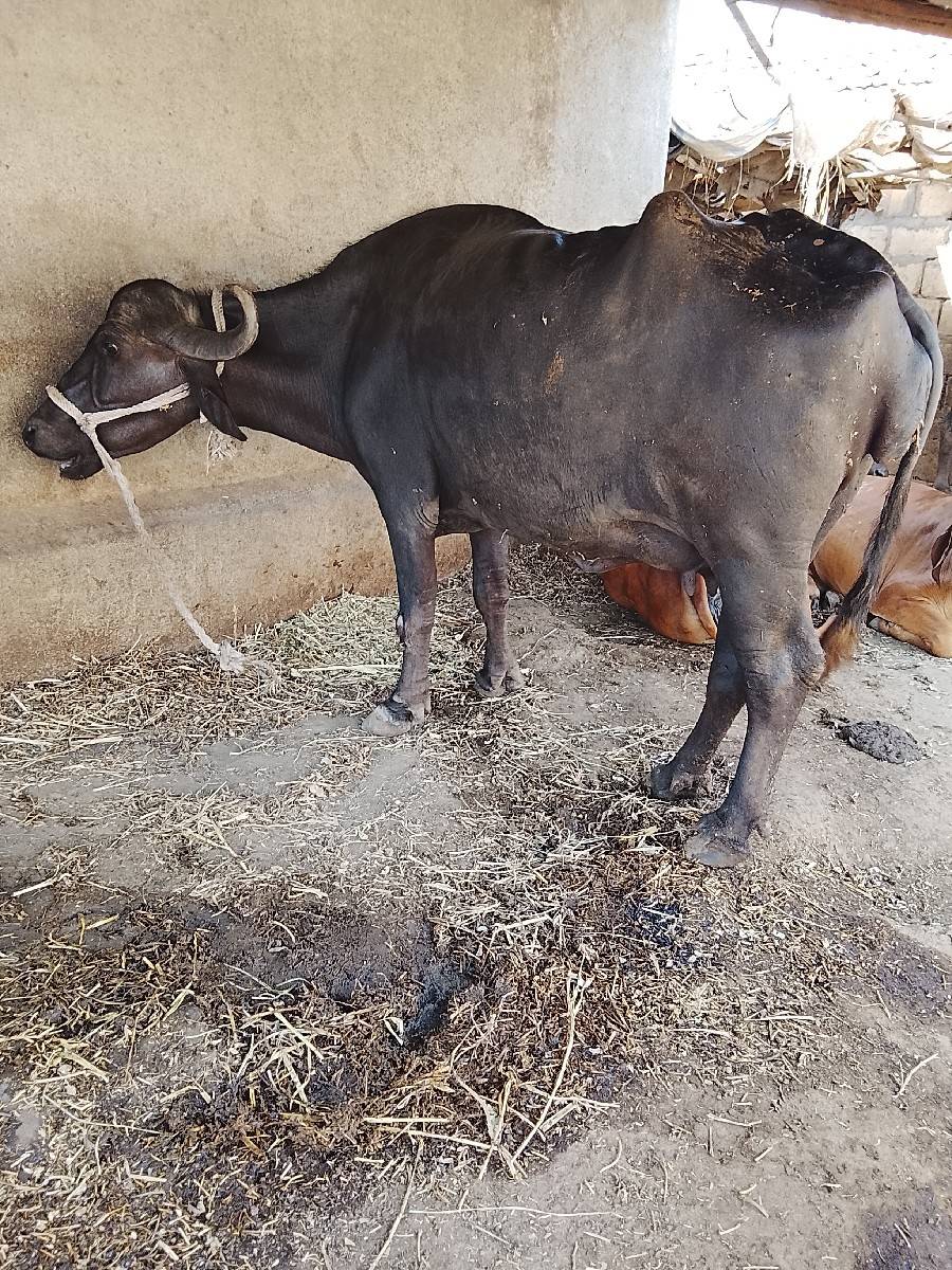 ભેંસ વેચવા ની છે