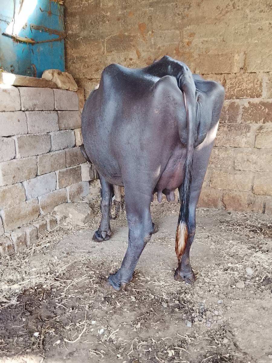 ભેંસ વેચવા ની છે