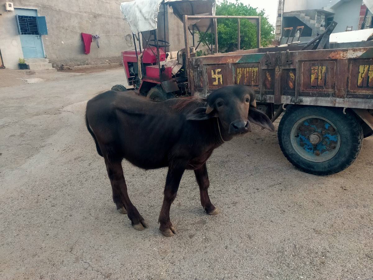 પાડી