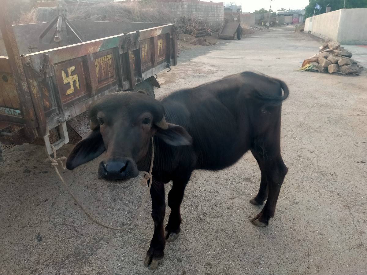 પાડી