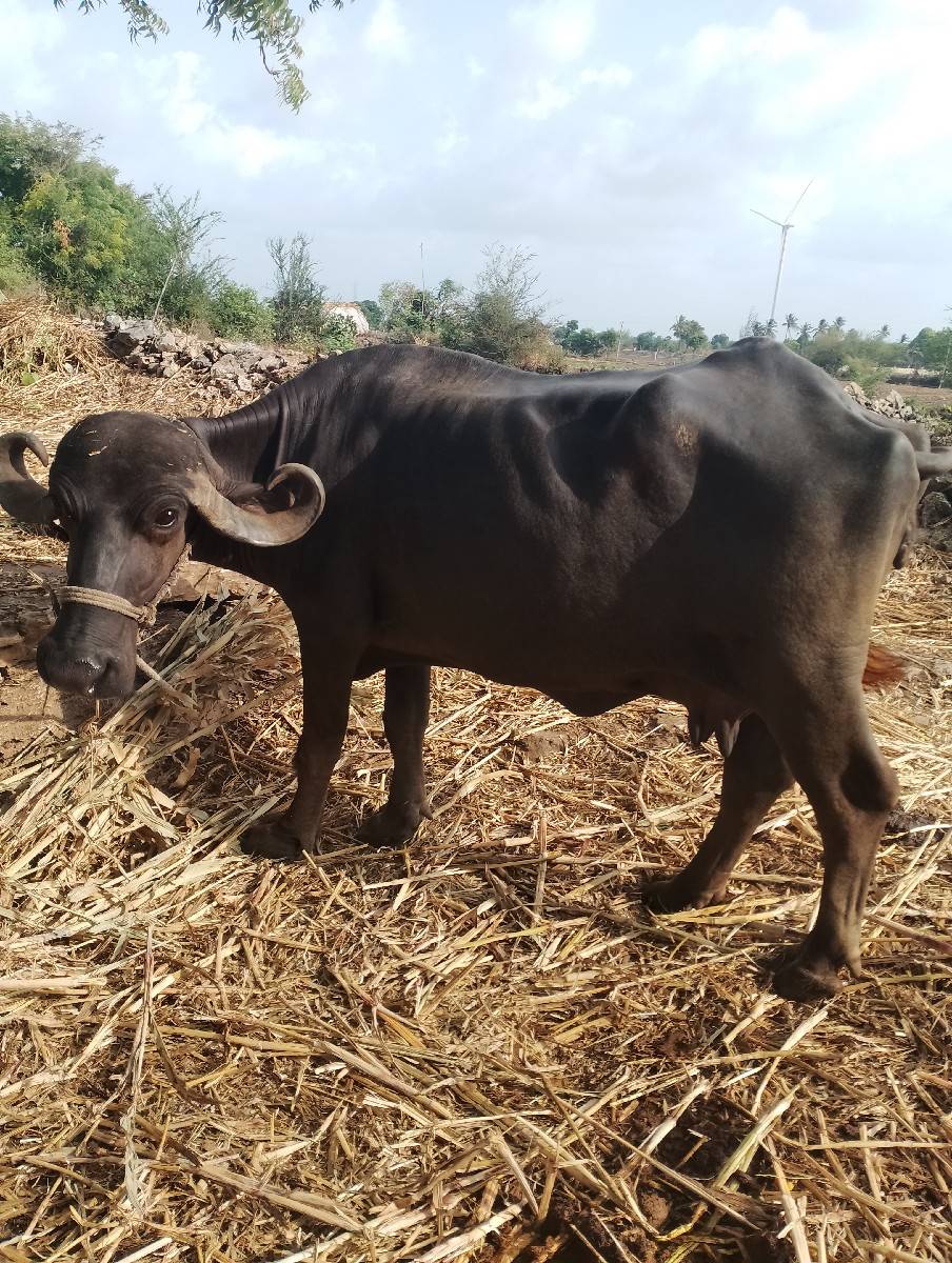 ભેંસ વેચવાની છે
