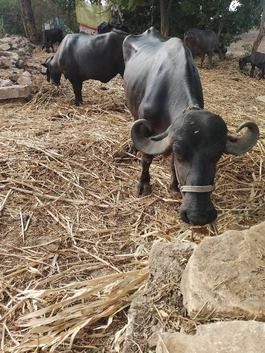 ભેંસ વેચવાની છે