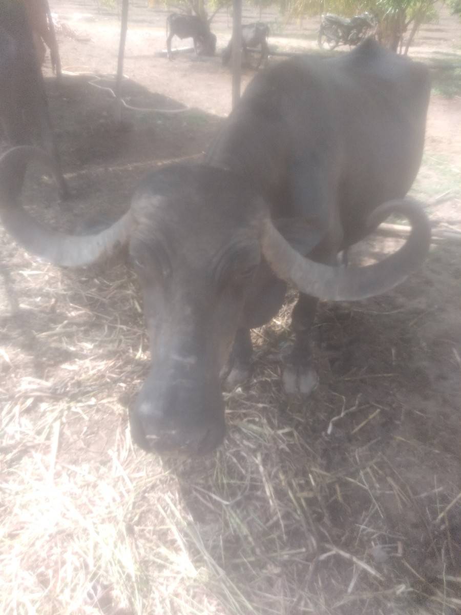 ભેંસ વેચવાની છે