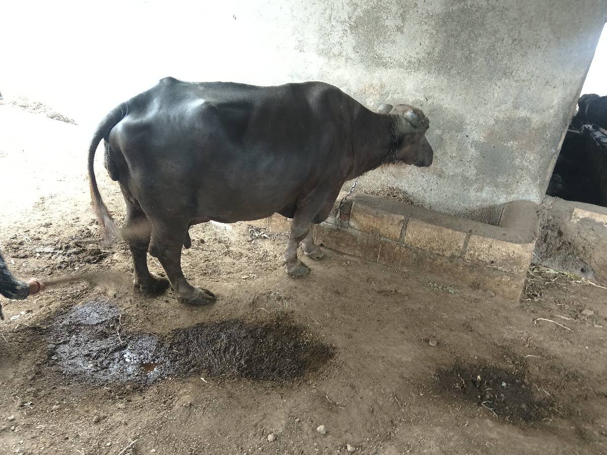 भेश वेशवानी