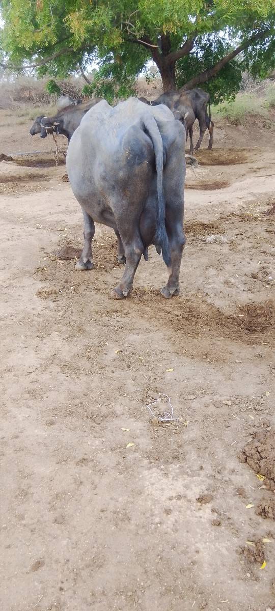 ભેંસ વેચવાની છે