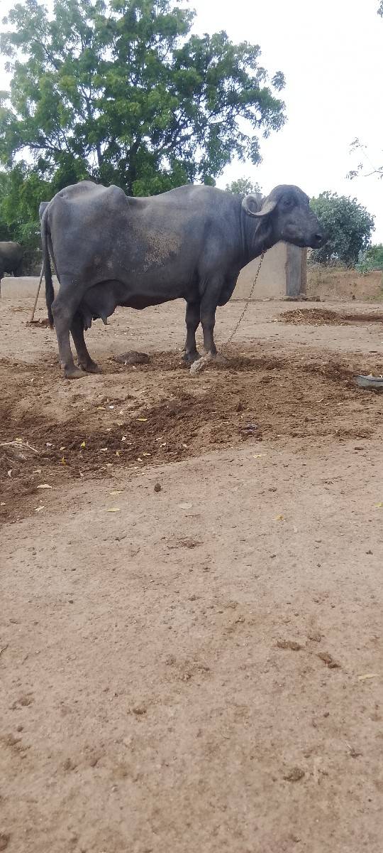 ભેંસ વેચવાની છે