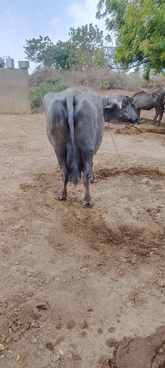 ભેંસ વેચવાની છે