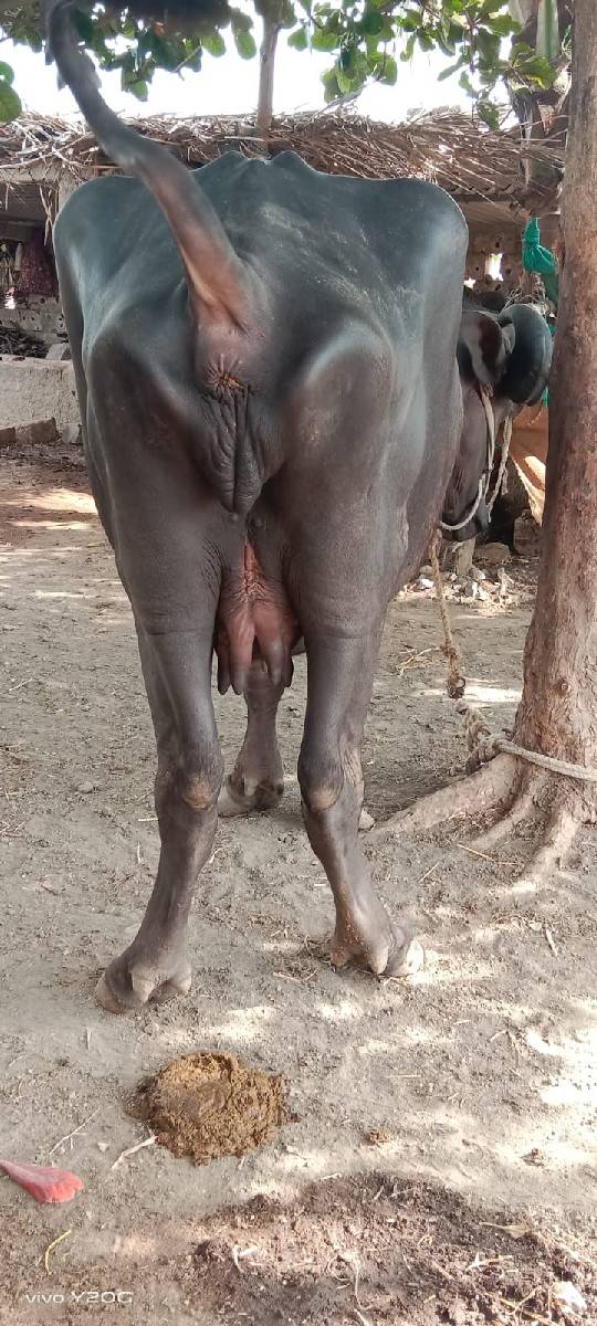 pal vetre