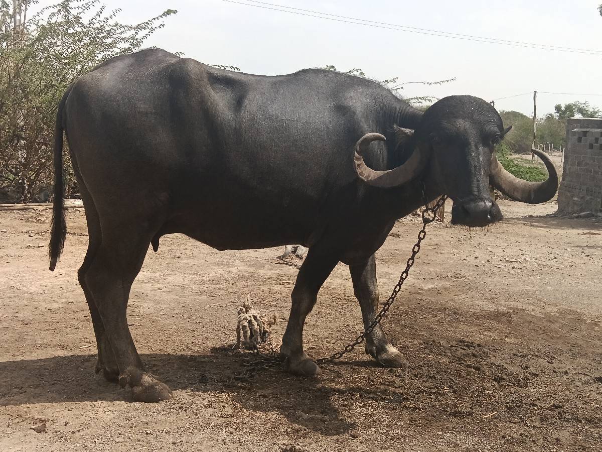 3 ભેંસ વેચવાની છે