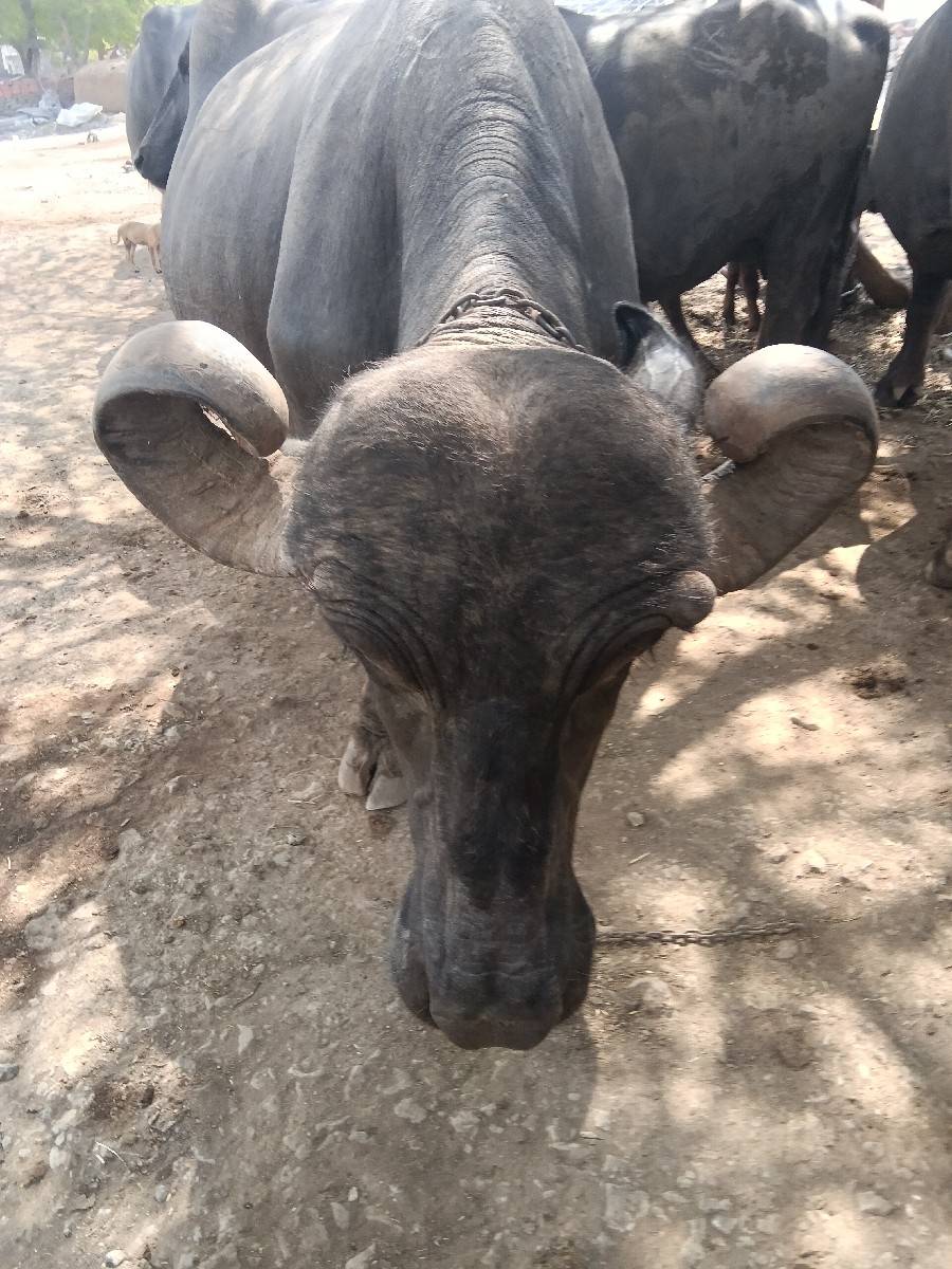 3 ભેંસ વેચવાની છે