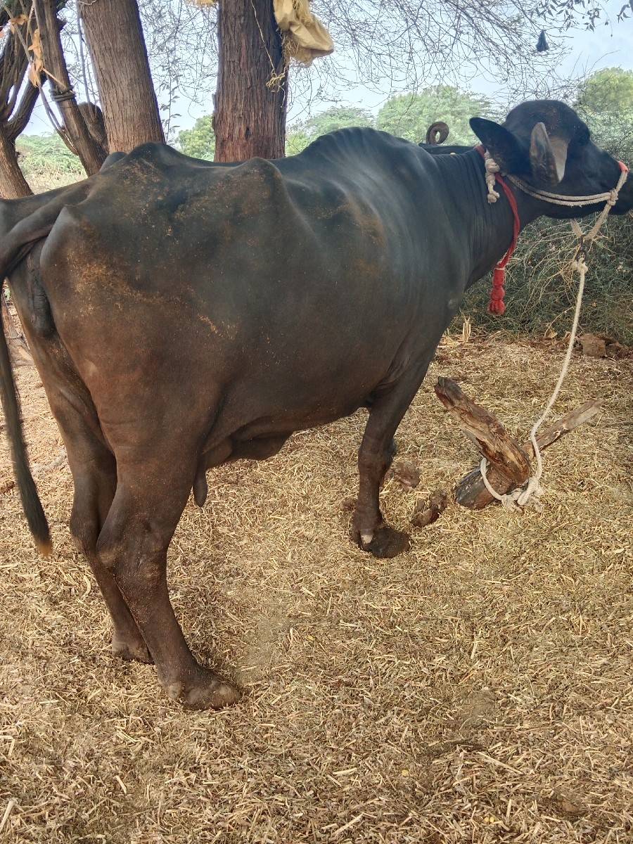 ભેંસ વેચવાની છે