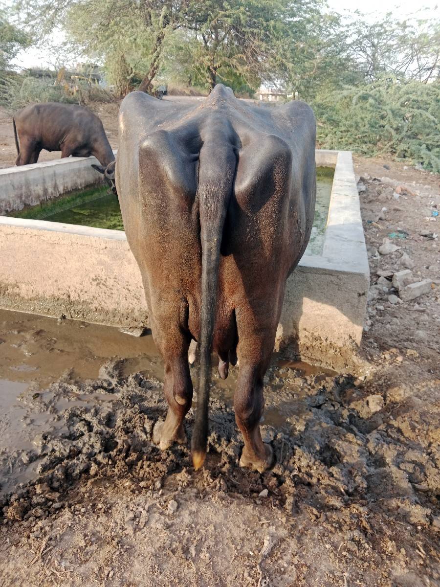 ભેંસ વેચવાની છે