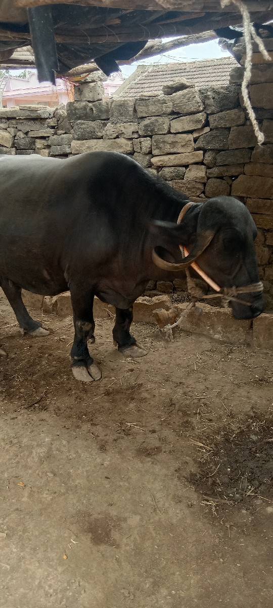 ભેંશ.વેસવાની