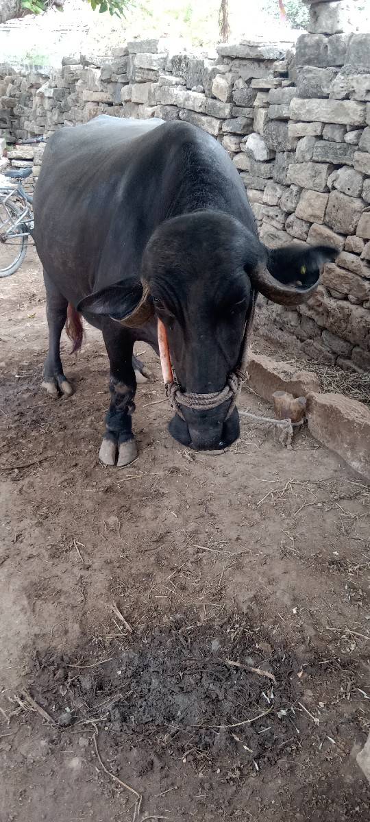 ભેંશ.વેસવાની
