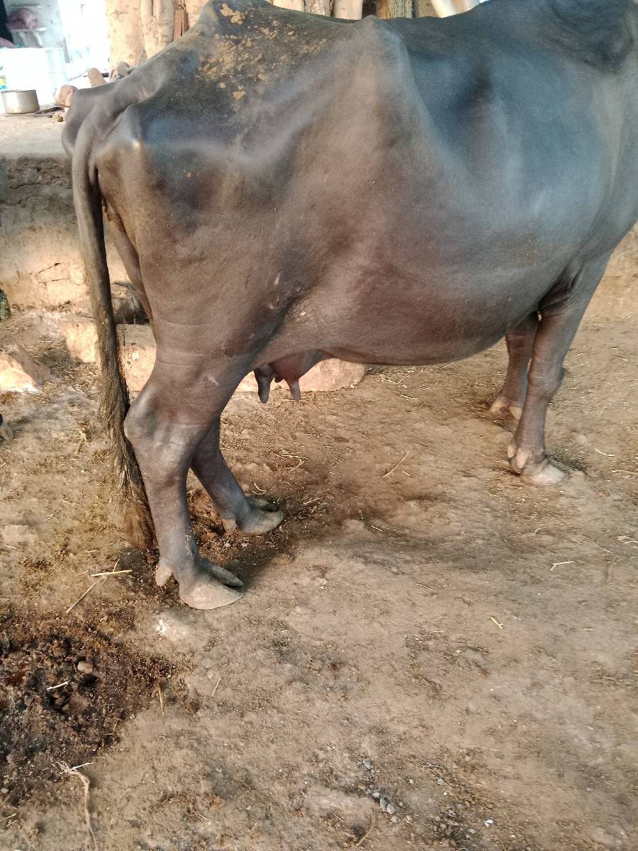 ભેંસ વેચવાની છે