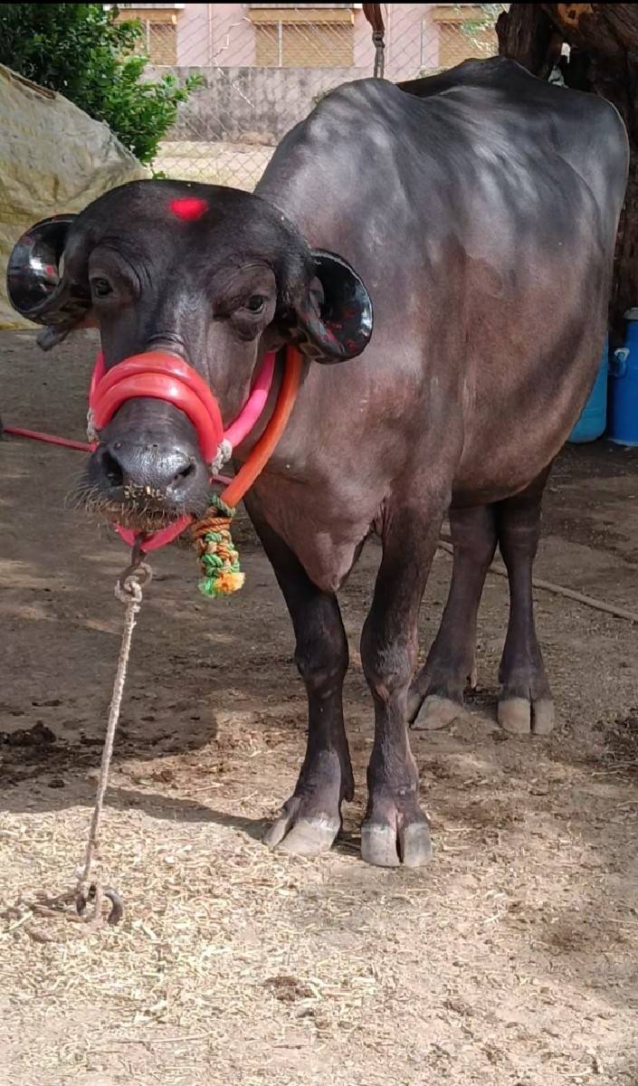 ખડાઈ વેચવાની છે