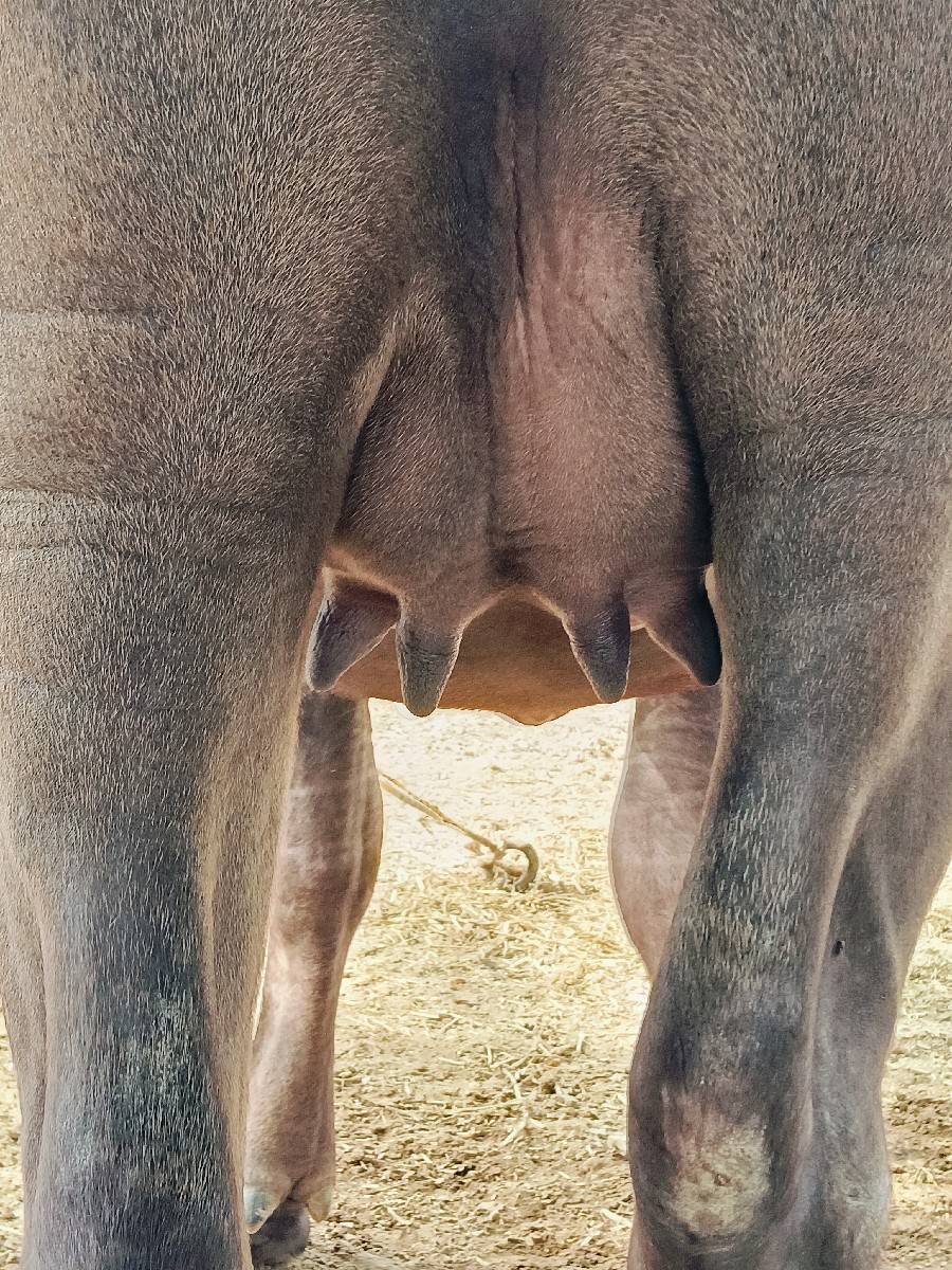 ખડાઈ વેચવાની છે