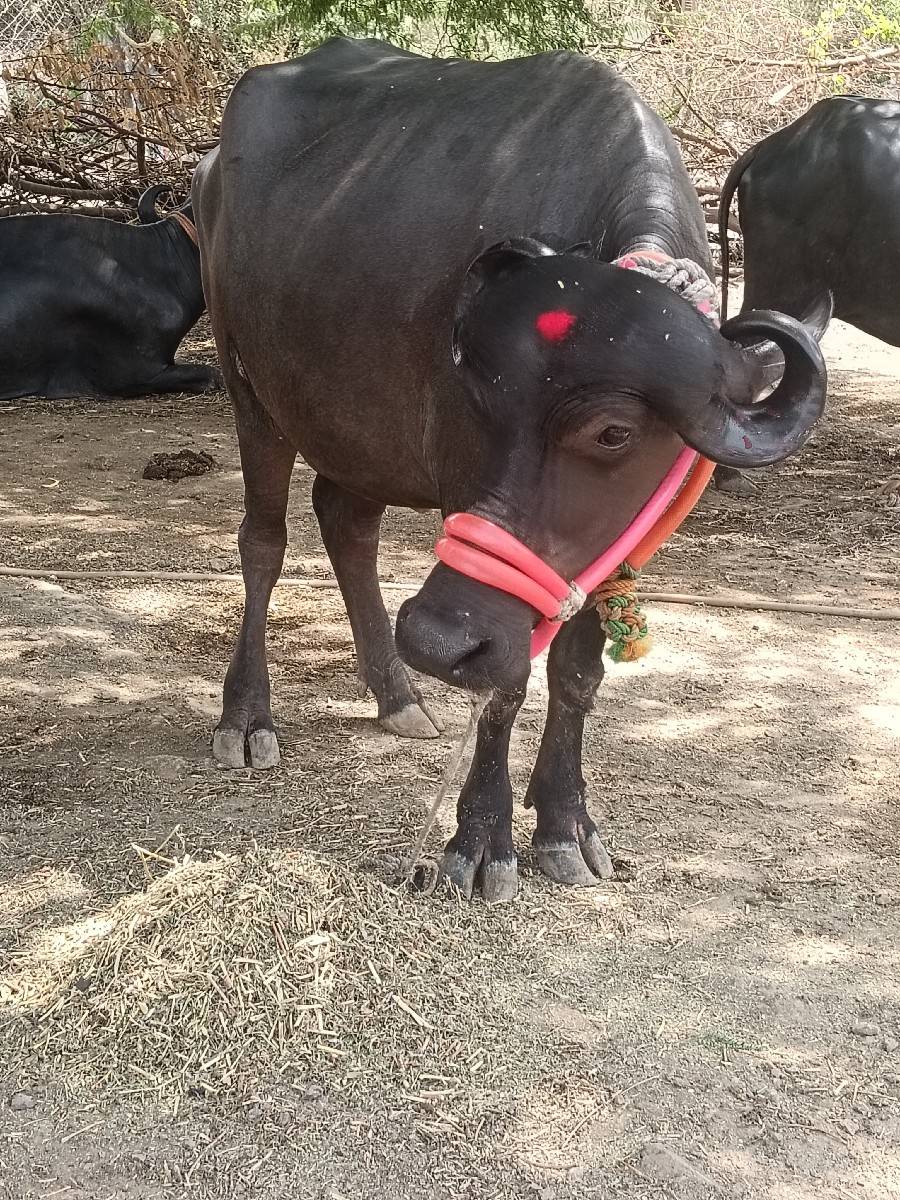 ખડાઈ વેચવાની છે
