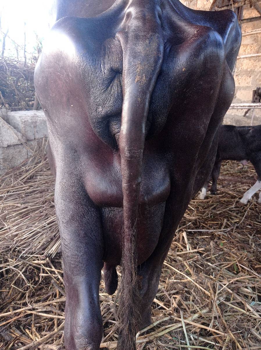 લેવી હોઈ તો જ ફોન કરવા