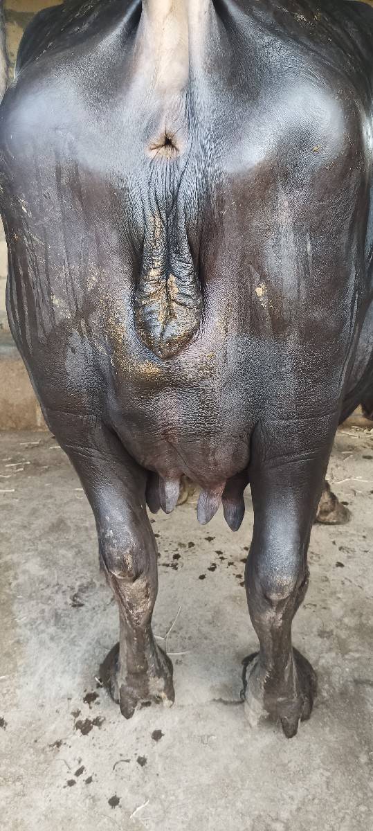 ભેંશ વેચવાની છે