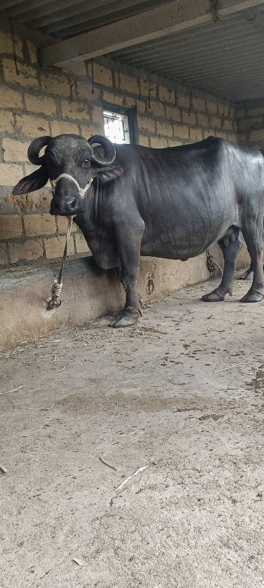 ભેંશ વેચવાની છે