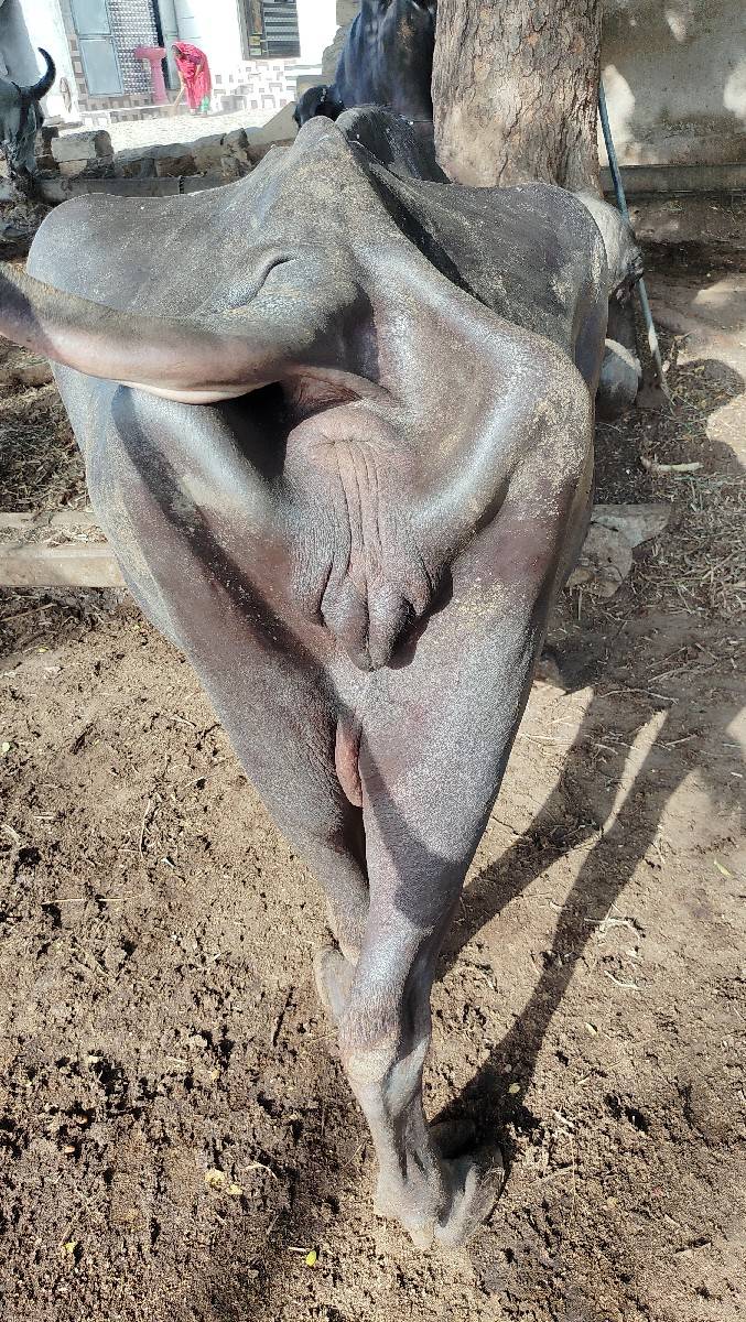 ભેંસ વેચવાની છે