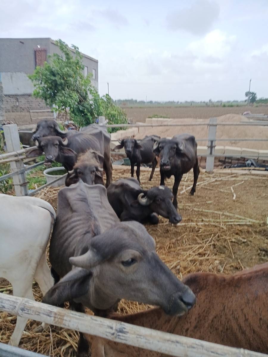 khadela