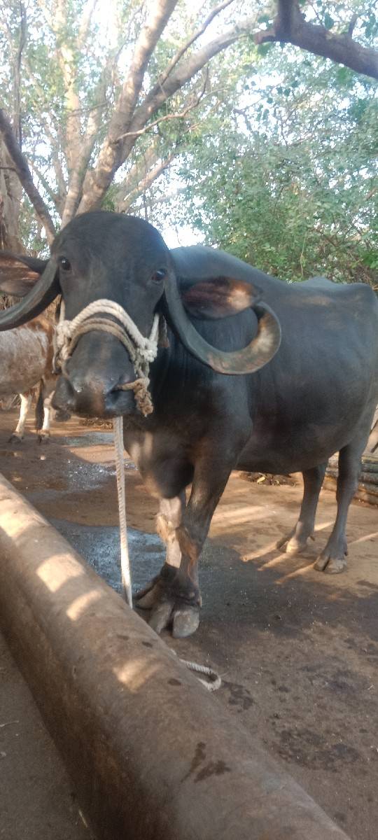 ભેંશ વેશવાની સે
