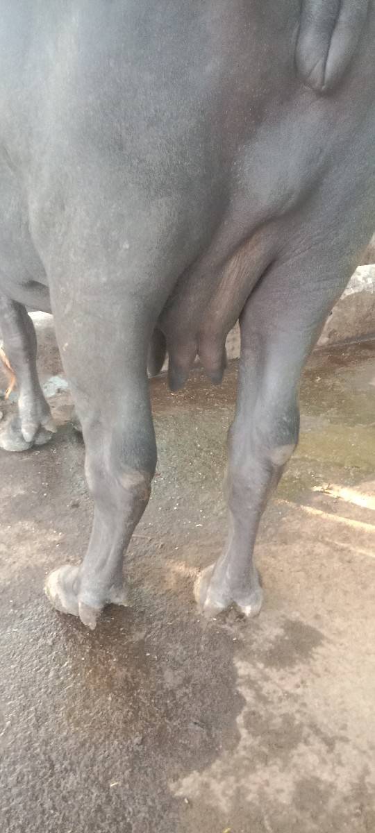 ભેંશ વેશવાની સે