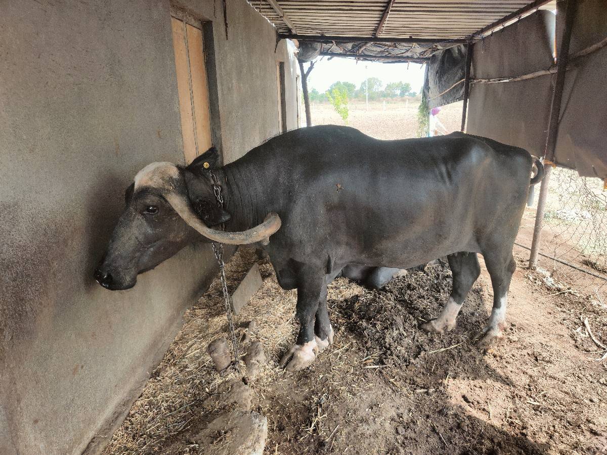 ભેંશ વેશવાણી સે