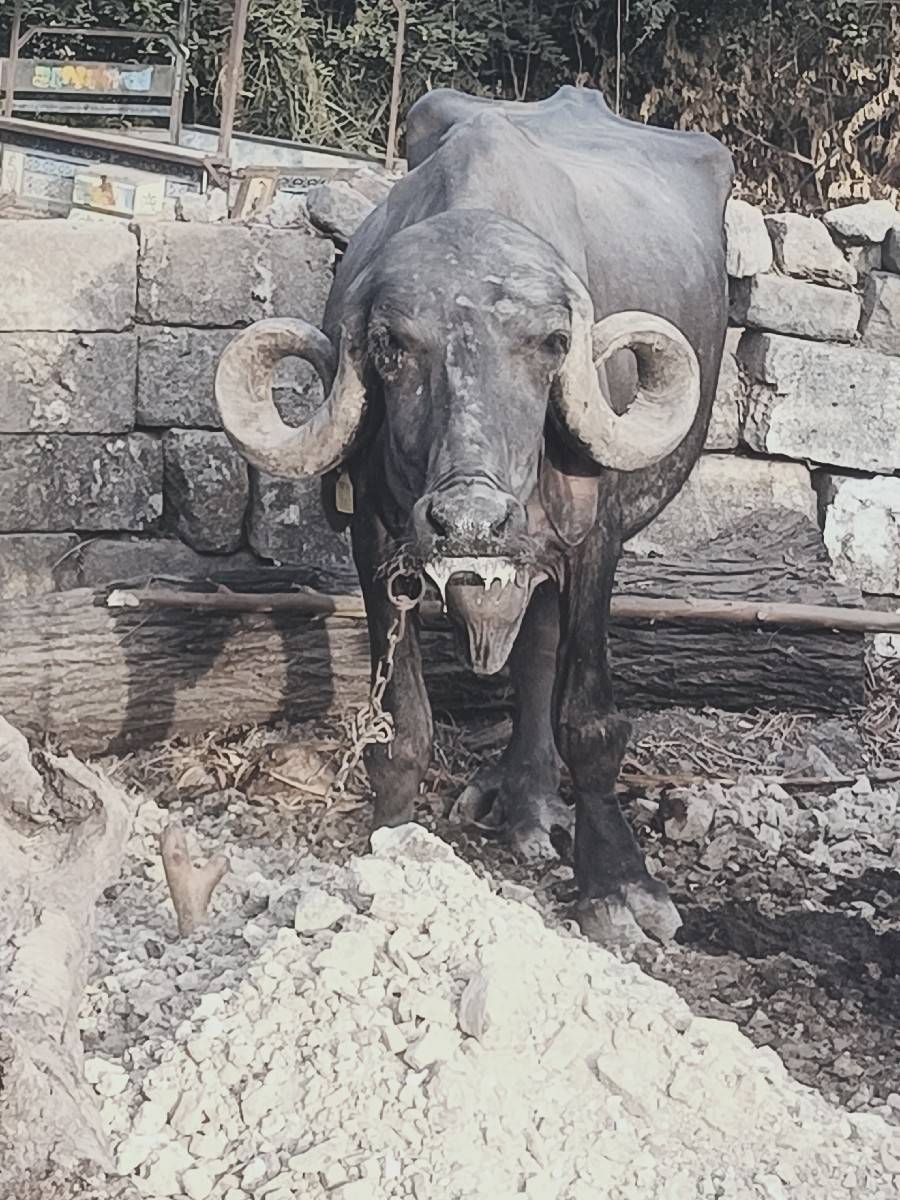 જાફરાબાદી ખડેલા. 2 પાડો.1