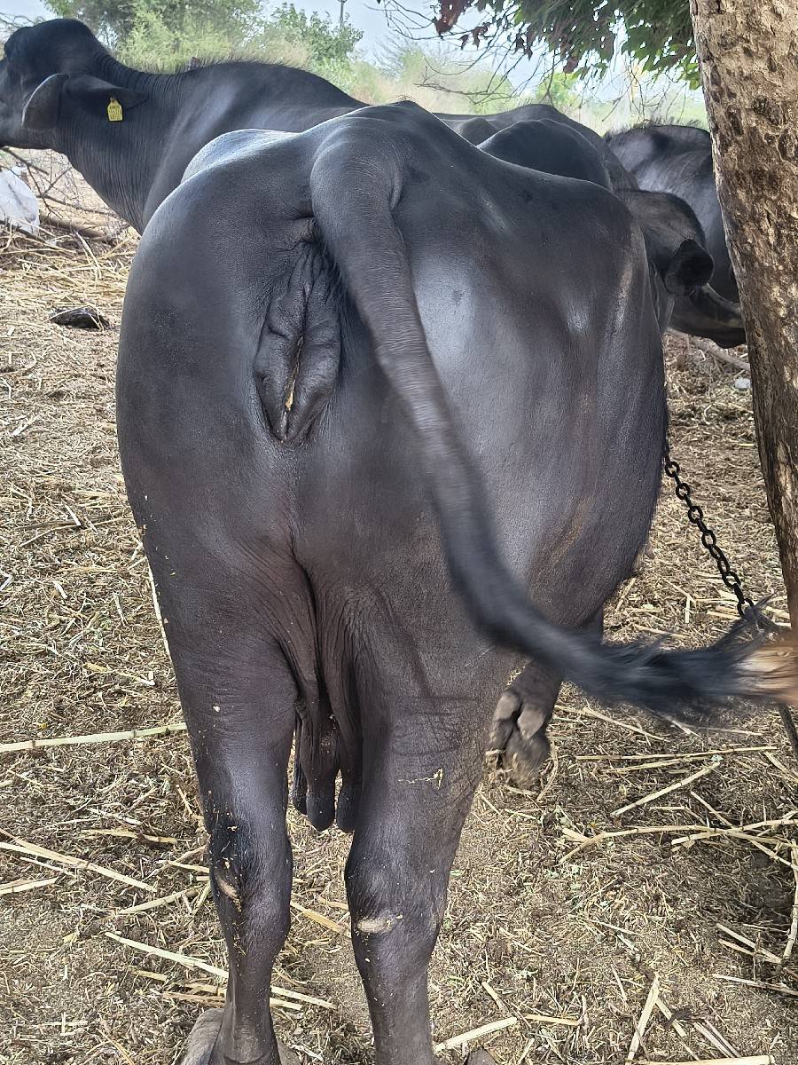 ભેંશ વેચવાની છે