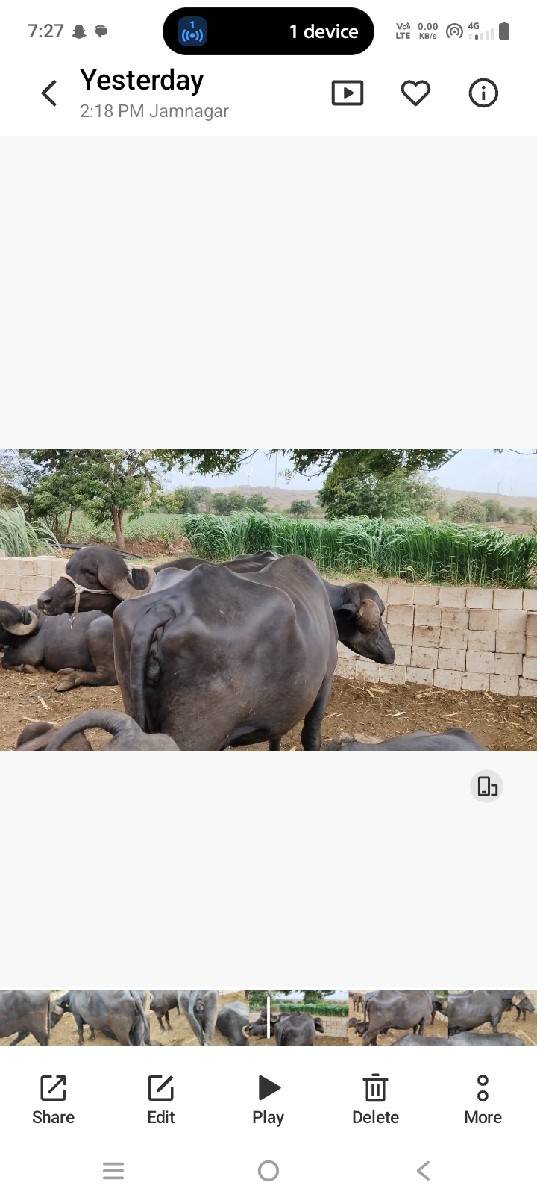 પેલા વેતર માં