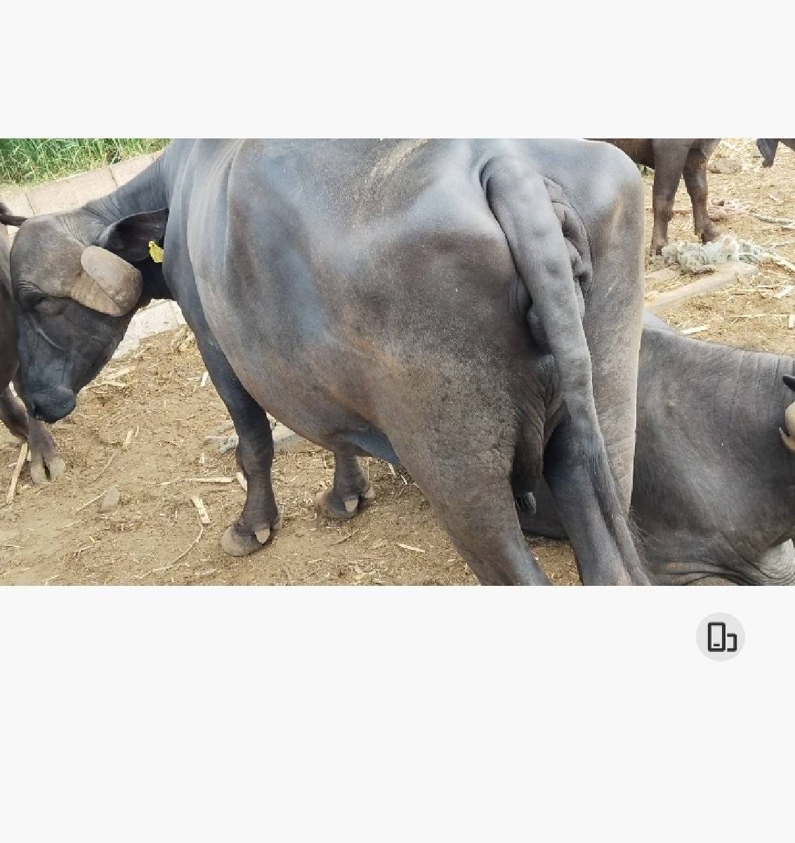 પેલા વેતર માં