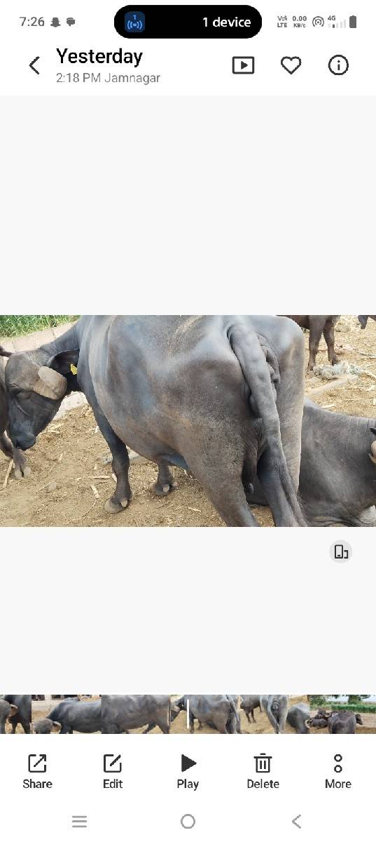 પેલા વેતર માં