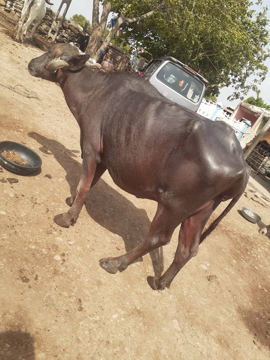 ખડેલી વેચવાની છે