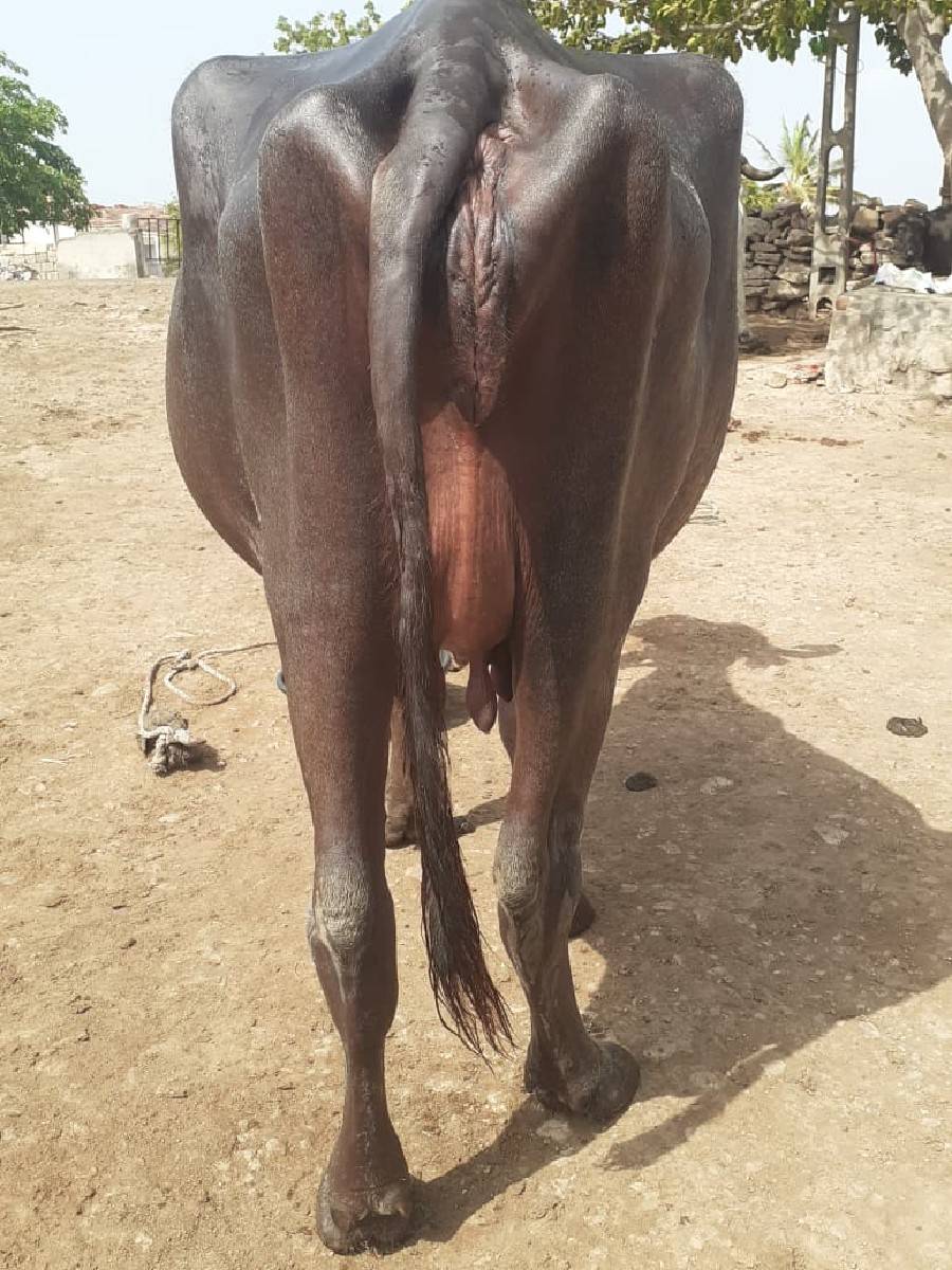ખડેલી વેચવાની છે