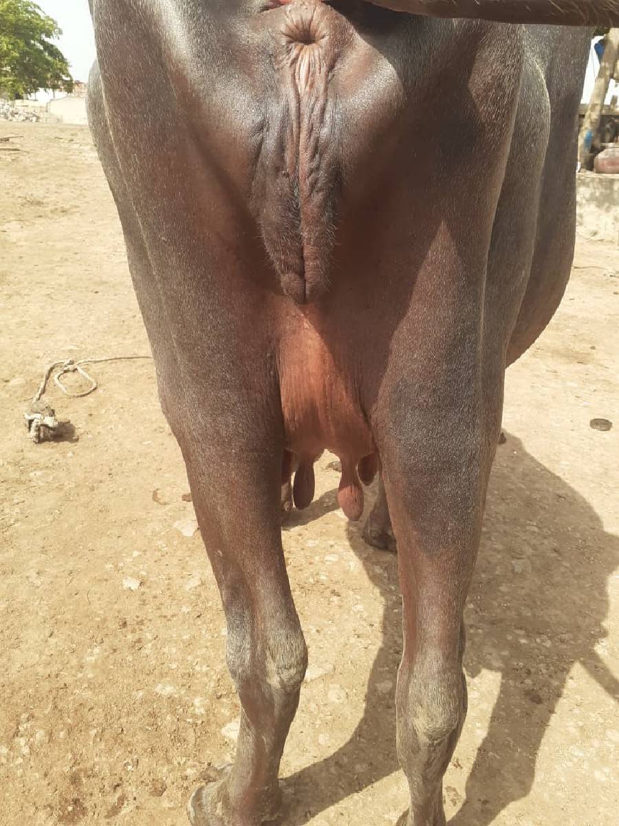 ખડેલી વેચવાની છે