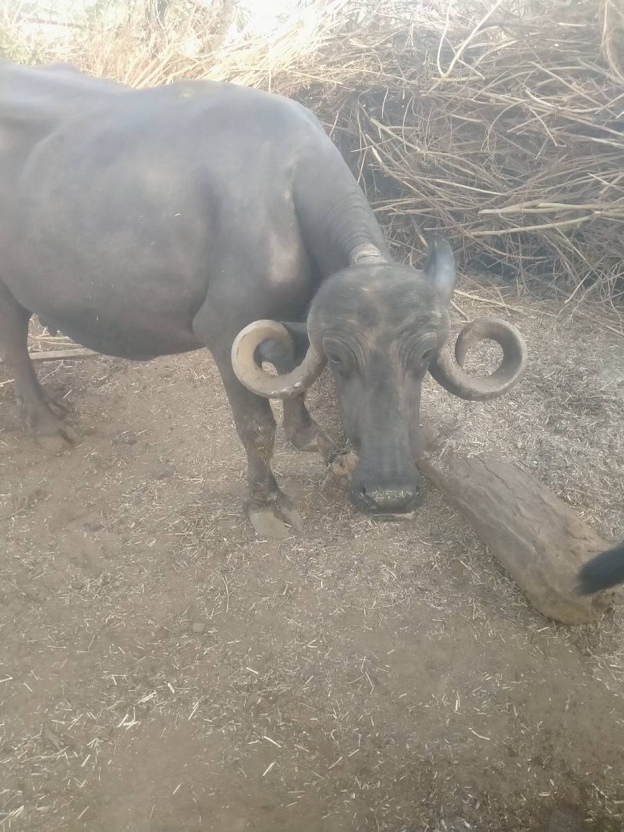 બે ભેંસો વેચવાની છે