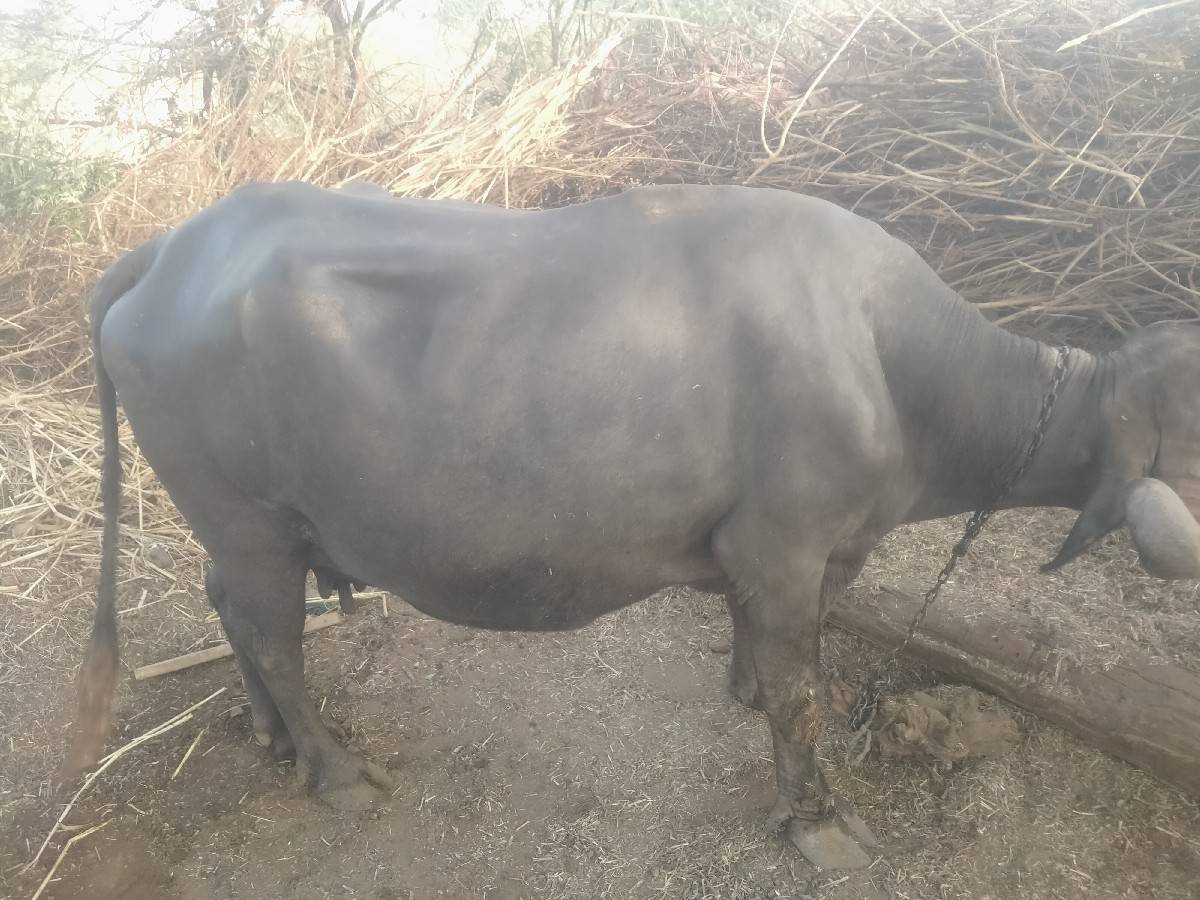 બે ભેંસો વેચવાની છે